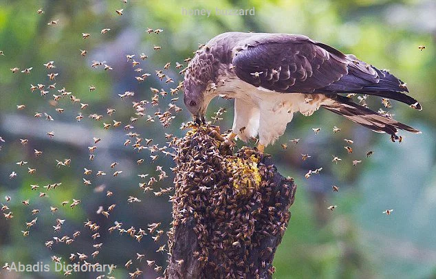 honey buzzard